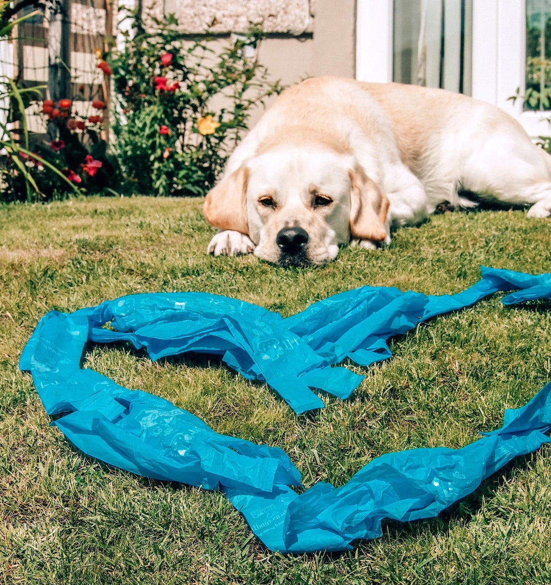 POOCH PROFILE: MEET BEAR